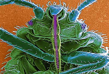 《吸血鬼幸存者》作者辞职专注开发 谈游戏进展